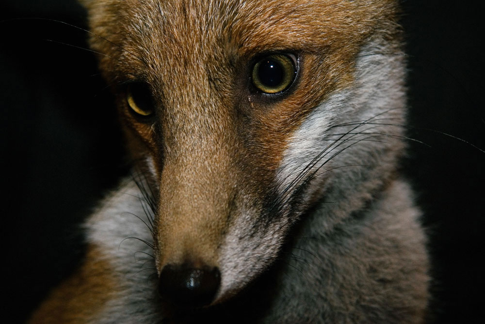 "Foxes" Movie Stills Photographer